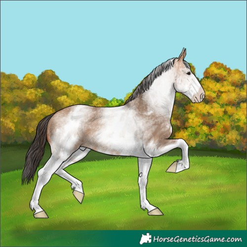 Horse Color:White Spotted Bay Dun Rabicano 