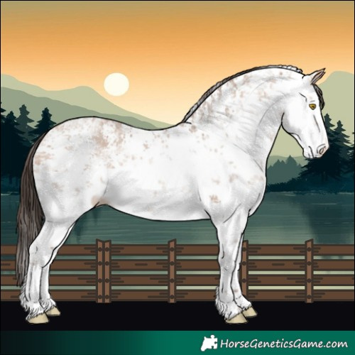 Horse Color:White Spotted Amber Champagne Sabino 
