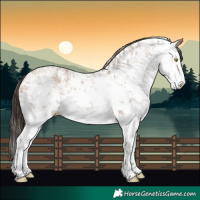Horse Color:White Spotted Amber Champagne Sabino