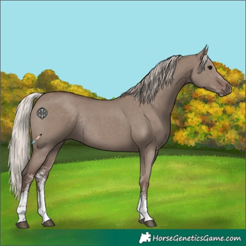 Horse Color:Silver Grullo Sabino Rabicano 