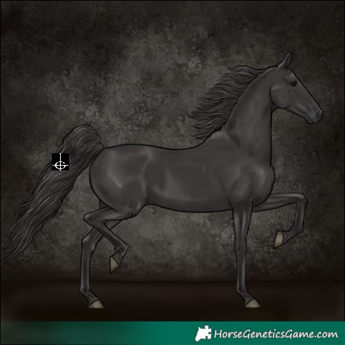 Horse Color:Smoky Black