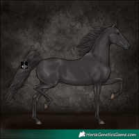 Horse Color:Smoky Black