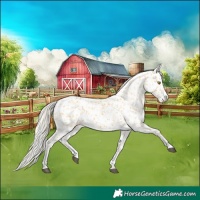 Horse Color:Palomino Near Leopard  and Palomino Near Leopard 
