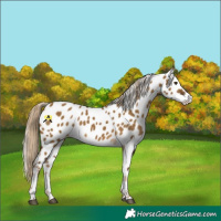 Horse Color:Chocolate Palomino Dun Appaloosa Rabicano 