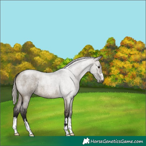 Horse Color:Gray Silver Brown Roan Dun 