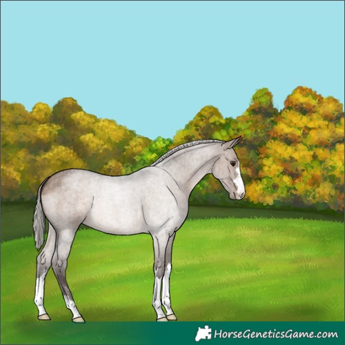 Horse Color:Silver Brown Roan Dun 