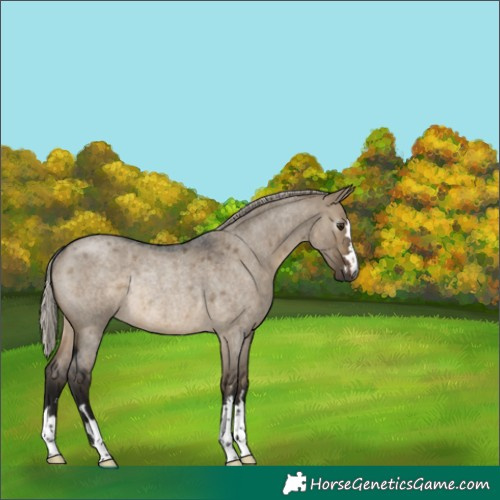 Horse Color:Gray Silver Brown Roan Dun Rabicano 