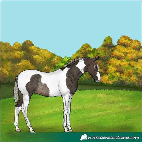 Horse Color:Gray Silver Brown Dun Tobiano Rabicano 