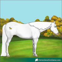Horse Color:Cremello Dun 