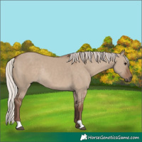 Horse Color:Silver Grullo Rabicano
