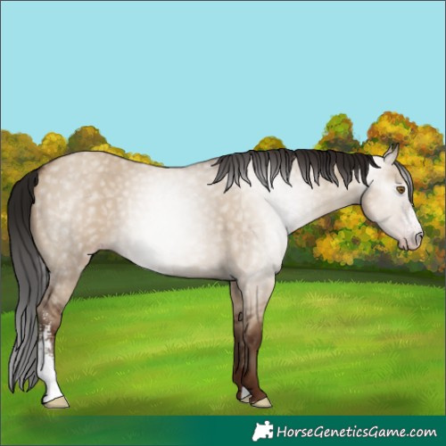 Horse Color:Gray Classic Champagne Dun Sabino Rabicano 