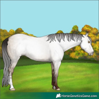Horse Color:Gray Classic Champagne Dun Sabino Rabicano 