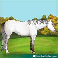 Horse Color:Gray Classic Champagne Dun Sabino Rabicano 