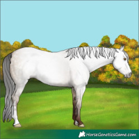 Horse Color:Gray Classic Champagne Dun Sabino Rabicano 