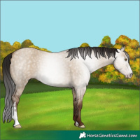 Horse Color:Gray Classic Champagne Dun Sabino Rabicano 