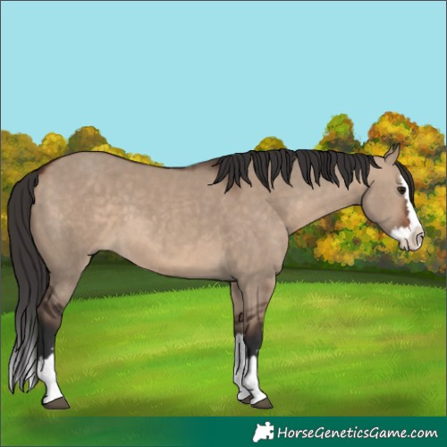 Horse Color:Brown Dun Splash 