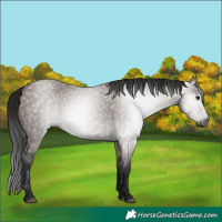 Horse Color:Gray Grullo 