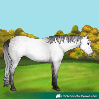 Horse Color:Gray Grullo 
