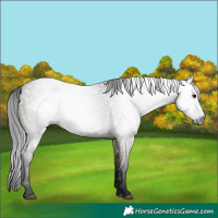 Horse Color:Gray Grullo 