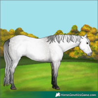 Horse Color:Gray Grullo 