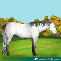 Horse Color:Gray Grullo 
