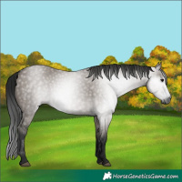 Horse Color:Gray Grullo 