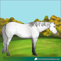 Horse Color:Gray Grullo