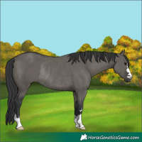 Horse Color:Grullo Rabicano 