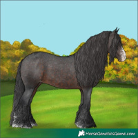 Horse Color:Brown Sabino Appaloosa Rabicano