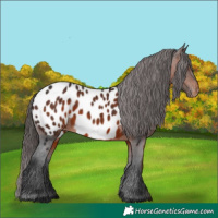 Horse Color:Brown Near Leopard 