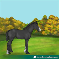 Horse Color:Black Sabino Rabicano