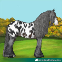 Horse Color:Brown Sabino Appaloosa