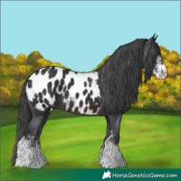 Horse Color:Brown Sabino Near Leopard