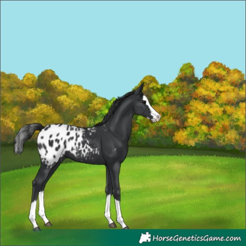 Horse Color:Black Splash Appaloosa 