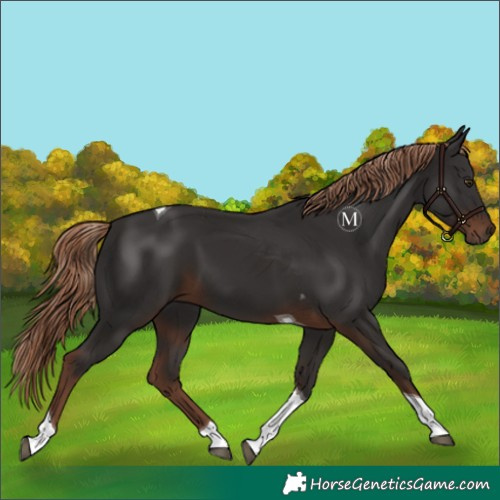 Horse Color:Liver Chestnut Tobiano 