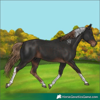 Horse Color:Liver Chestnut Tobiano 