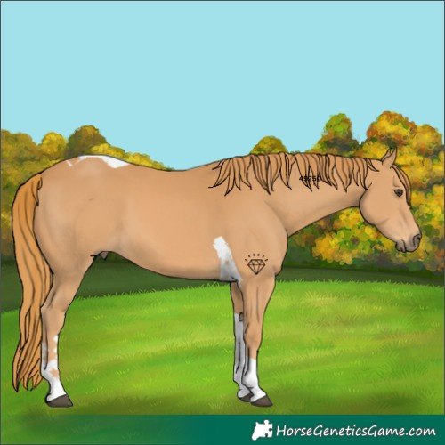 Horse Color:Chestnut Tobiano 