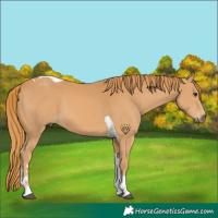 Horse Color:Chestnut Tobiano