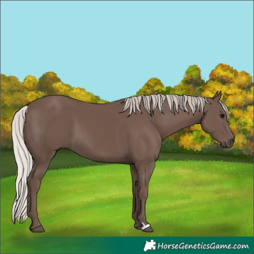 Horse Color:Silver Black