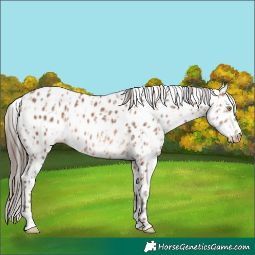 Horse Color:Amber Champagne Leopard and Amber Champagne Leopard