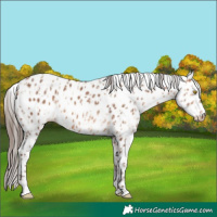 Horse Color:Amber Champagne Leopard  and Amber Champagne Leopard 