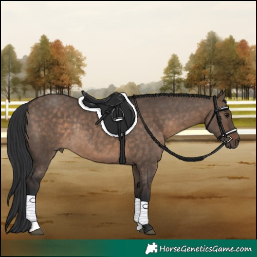 Horse Color:Brown Dun Rabicano 