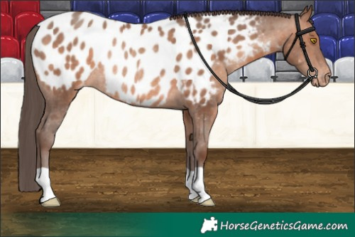Horse Color:Sable Champagne Near Leopard Rabicano