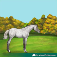 Horse Color:Silver Blue Roan Sabino 