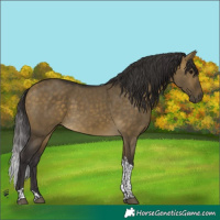 Horse Color:Buckskin Dun Tobiano 