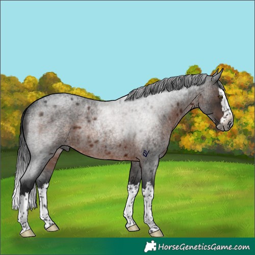 Horse Color:Gray Brown Roan Splash Rabicano 