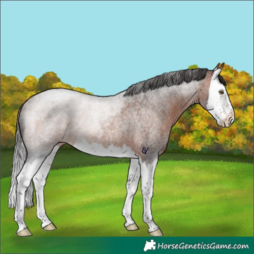 Horse Color:Bay Roan Splash Rabicano 
