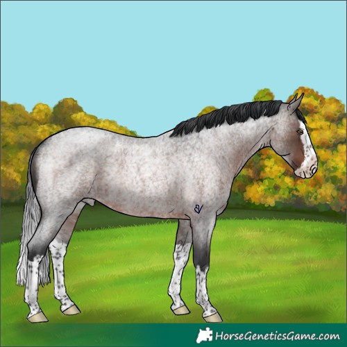 Horse Color:Brown Roan Splash Rabicano 