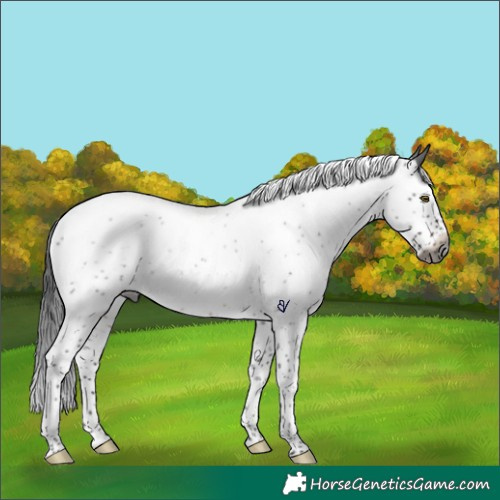 Horse Color:Gray Brown Roan Splash Rabicano 
