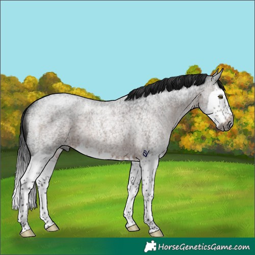 Horse Color:Gray Brown Roan Splash Rabicano 